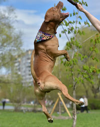 Dog standing in field