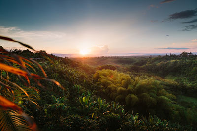 Plants growing on land against sky during sunset