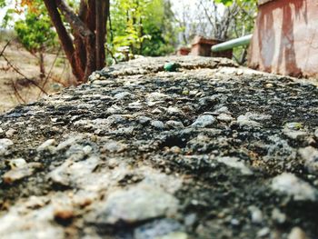 Close-up of lizard on tree