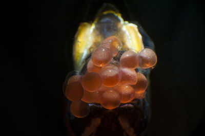 Close-up of jellyfish swimming in sea