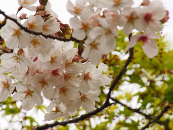 Close-up of white cherry blossom tree