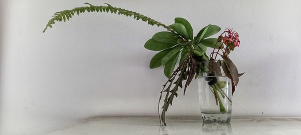 Close-up of plant in a glass