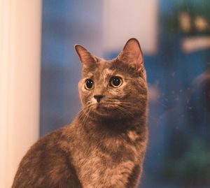 Close-up portrait of a cat looking away