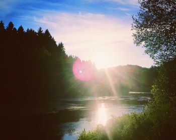 Sun shining through trees
