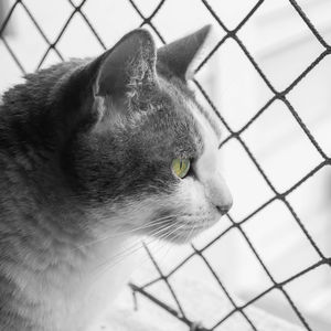 Close-up of a cat looking away