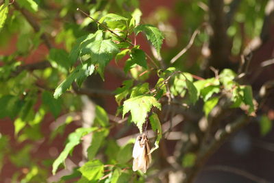 Close-up of insect on plant