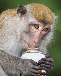 Close-up of portrait of drinking water