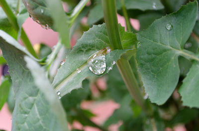 Close-up of wet plant leaves