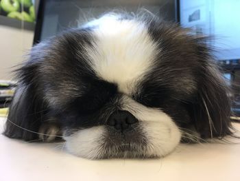 Close-up of puppy sleeping at home