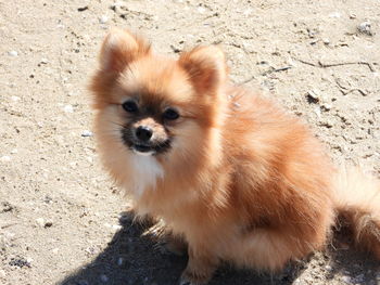 Portrait of dog on sand