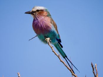 Low angle view of bird perching on twig against clear blue sky