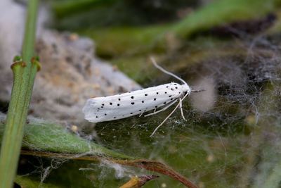 Close-up of insect on plant