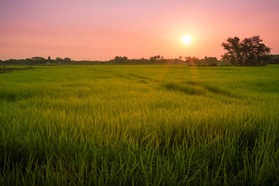 Scenic view of field against sky during sunset