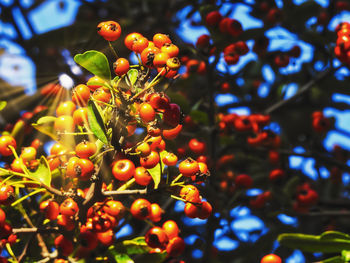 Close-up of berries growing on tree