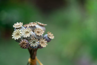 Close-up of flowers