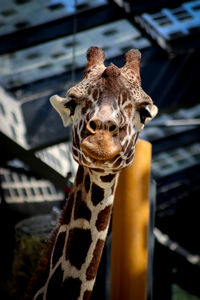 giraffe