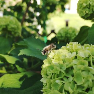 Close-up of bee on plant