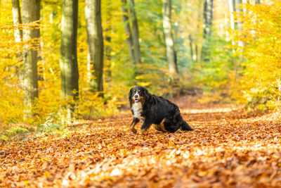 Dog in forest