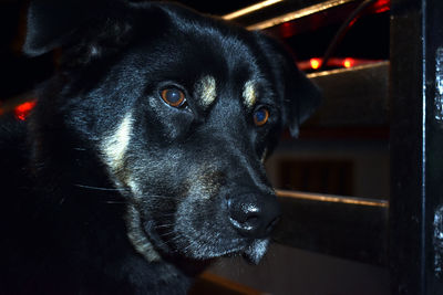 Close-up portrait of dog