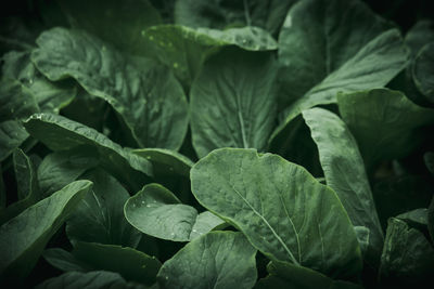 Full frame shot of leaves