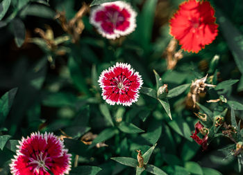 Close-up of pink flowering plants