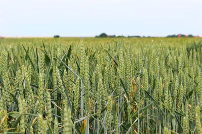 View of stalks in field against sky