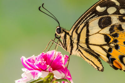 Close-up of butterfly pollinating on pink flower