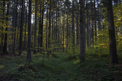 Trees growing in forest