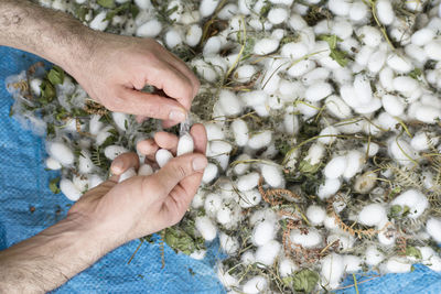 Man's hand removeing extra fibers from white silkworm cocoon shells, source of silk thread