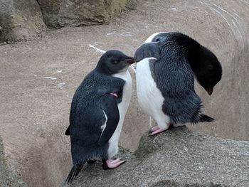 High angle view of two ducks