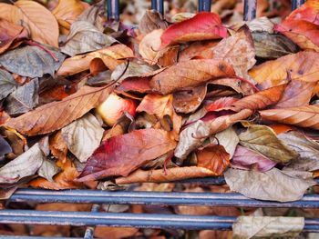 Full frame shot of dry leaves