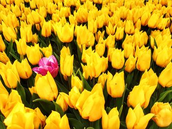 Full frame shot of yellow tulips