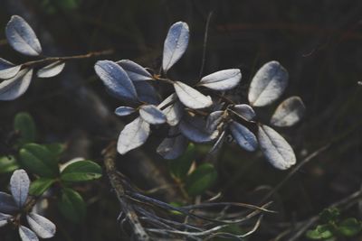 Close-up of plants