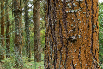 Close-up of pine tree trunk in forest
