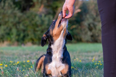 Close-up of a dog on field