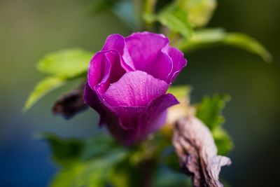 Close-up of pink flower blooming outdoors