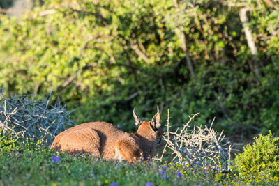 View of an animal on field