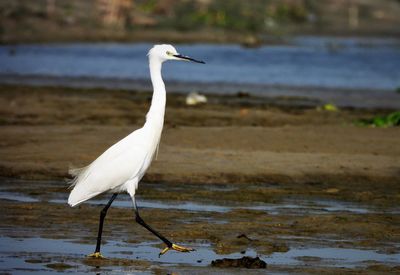 Great egret