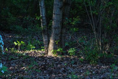 Trees in forest