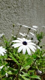 Close-up of white flower