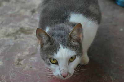 Close-up portrait of cat