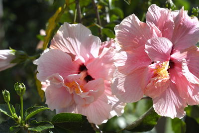 Close-up of pink flowering plant