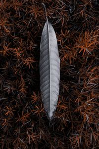 High angle view of feather on dry leaves