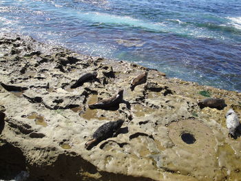 Rocks in sea