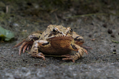 Close-up of frog