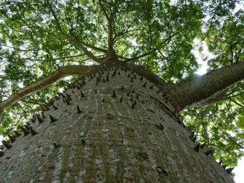 Low angle view of trees in forest