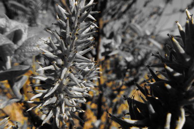 Close-up of frozen leaves on tree during winter