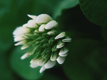 Close-up of flowering plant