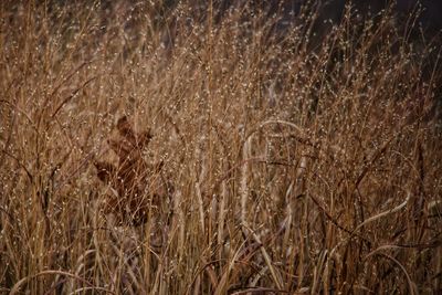 Close-up of stalks in field