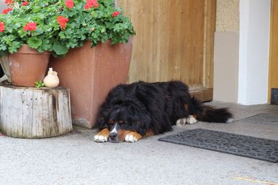 Portrait of dog lying down on potted plant